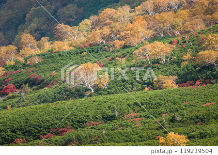 乗鞍エコーライン沿いの紅葉 119219504