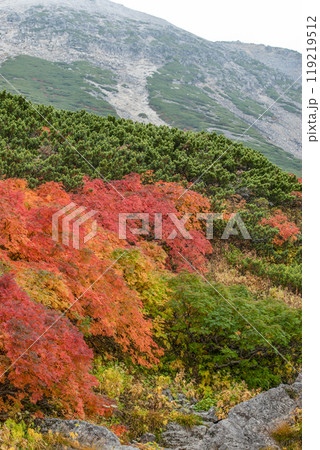 乗鞍エコーライン沿いの紅葉 119219512
