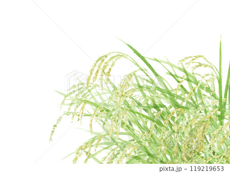 水彩で描いた実った稲穂のイラスト【手描き】白バック コピースペースあり 119219653