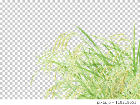 水彩で描いた実った稲穂のイラスト【手描き】白バック コピースペースあり 119219653