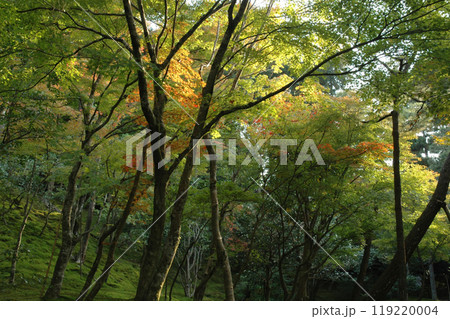 Early autumn in Kyoto / 小さい秋を感じる京都の風景(逆光・木漏れ日) Early autumn in Kyoto / 小さい秋を感じる京都の風景(逆光・木漏れ日) 119220004
