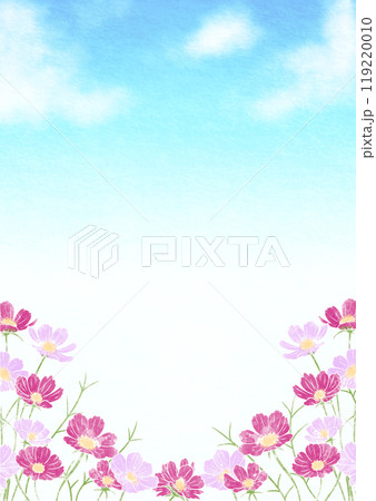 ピンクのコスモスの青空背景 119220010