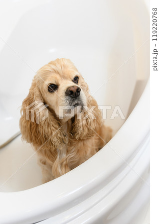 A wet spaniel sits in the bathtub after a bath. 119220768