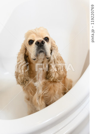 A wet spaniel sits in the bathtub after a bath. 119220769