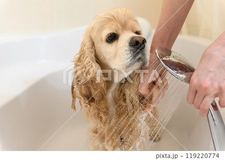 A groomer bathes an American Cocker Spaniel in a bathtub. A groomer bathes an American Cocker Spaniel in a bathtub. 119220774