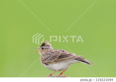 杭にとまるヒバリ 119221094