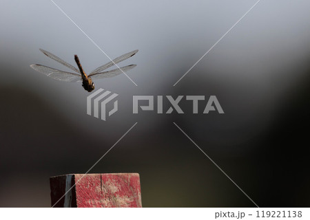 飛び立つトンボ 119221138