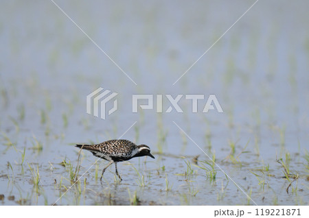 春田のムナグロ 春田のムナグロ 119221871