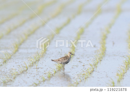 春田のムナグロ 119221878