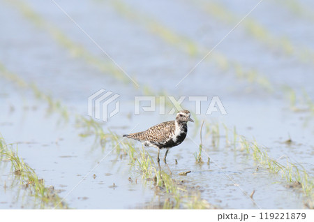 春田のムナグロ 春田のムナグロ 119221879