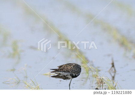 春田のムナグロ 119221880