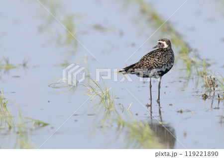 春田のムナグロ 119221890