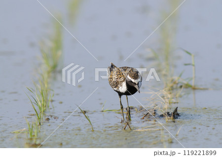 春田のムナグロ 119221899