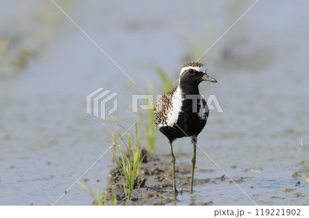 春田のムナグロ 春田のムナグロ 119221902