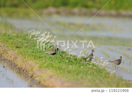 春田のムナグロ 119221908