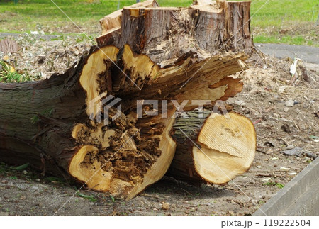 朽ちた杉のいぐね様子 119222504