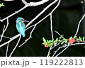 カワセミ 119222813