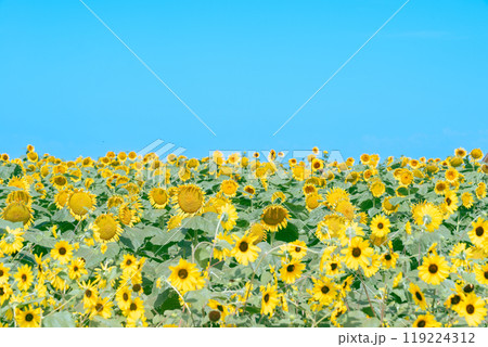 【神奈川県横須賀市】長井海の手公園 ソレイユの丘のひまわり畑 119224312