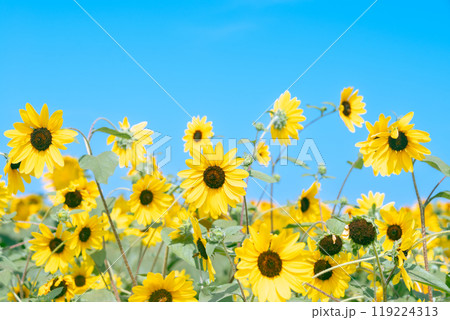 【神奈川県横須賀市】長井海の手公園 ソレイユの丘のひまわり畑 【神奈川県横須賀市】長井海の手公園 ソレイユの丘のひまわり畑 119224313