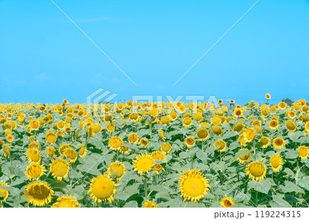 【神奈川県横須賀市】長井海の手公園 ソレイユの丘のひまわり畑 119224315