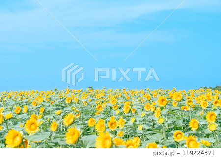 【神奈川県横須賀市】長井海の手公園 ソレイユの丘のひまわり畑 119224321