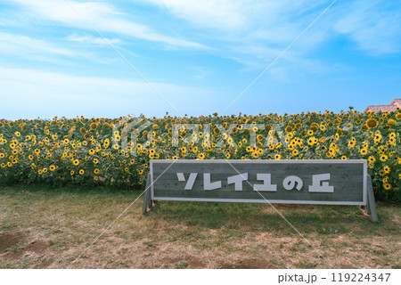 【神奈川県横須賀市】長井海の手公園 ソレイユの丘のひまわり畑と看板 119224347