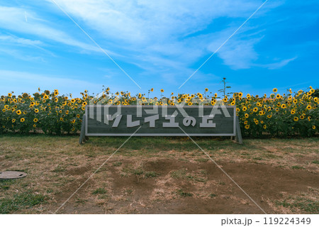 【神奈川県横須賀市】長井海の手公園 ソレイユの丘のひまわり畑と看板 119224349