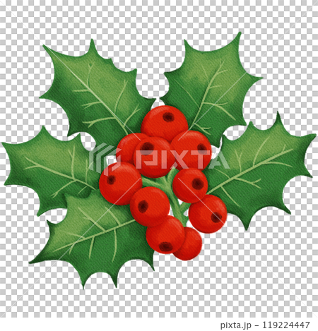Retro Christmas Holly with Red Berries and Green Leaves - Classic Holiday Decor Illustration 119224447