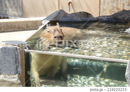 いしかわ動物園の入浴しているカピバラ いしかわ動物園の入浴しているカピバラ 119225253