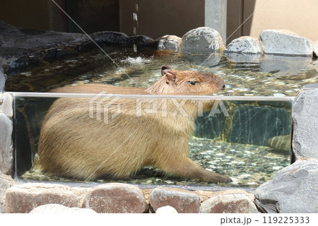 いしかわ動物園の入浴しているカピバラ いしかわ動物園の入浴しているカピバラ 119225333