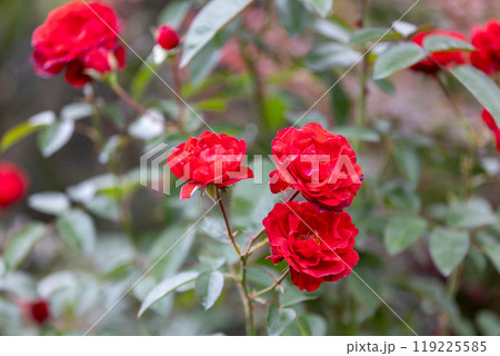 秋バラ　中之条ガーデンズ 119225585