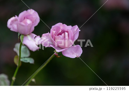 秋バラ　中之条ガーデンズ 119225595