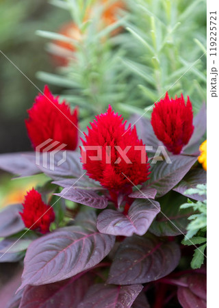 赤いケイトウの花 赤いケイトウの花 119225721
