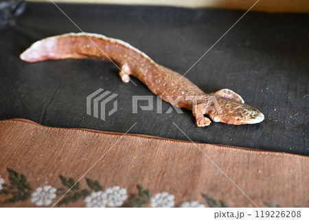 宇陀重伝健地区 119226208