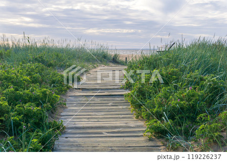 wooden boardwalk on coastal nature trail 119226237
