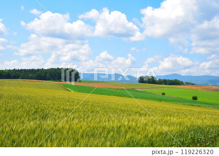 夏　北海道　麦畑の丘 119226320