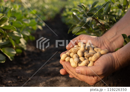 farmer's hand holding fresh peanuts with leaves close-up on groundnut field background 119226350