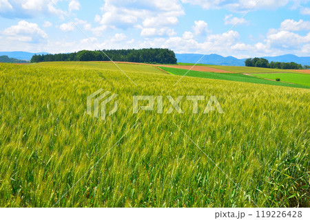 夏 北海道 麦畑の丘 夏 北海道 麦畑の丘 119226428