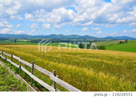 夏 北海道 麦畑の丘 夏 北海道 麦畑の丘 119226551
