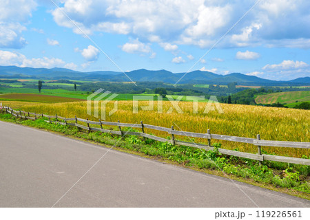夏　北海道　麦畑の丘 119226561