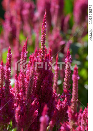 ケイトウ 花模様 ケイトウ 花模様 119226873