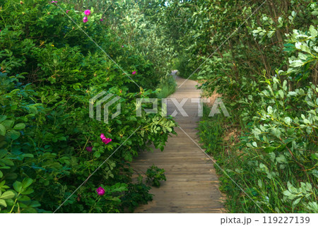 wooden boardwalk on coastal nature trail among blooming rose hips bushes 119227139