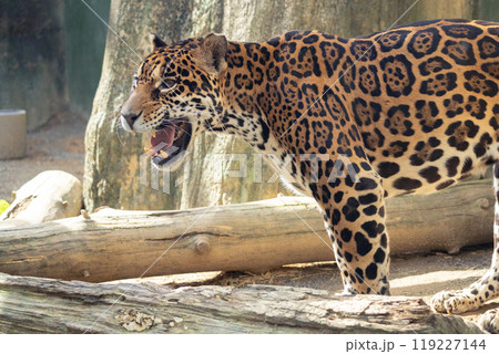 口を開けるジャガー 119227144
