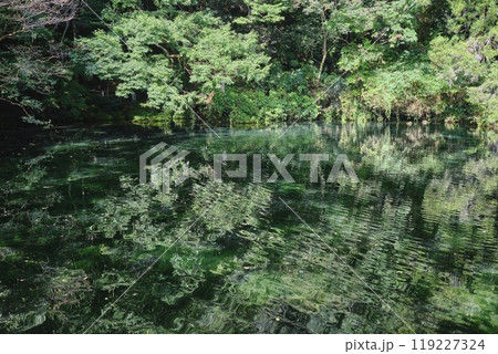 栃木県佐野市　出流原弁天池 119227324