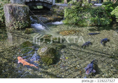 栃木県佐野市　出流原弁天池 119227327