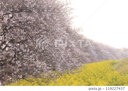 早朝の菜の花とサクラ 119227437