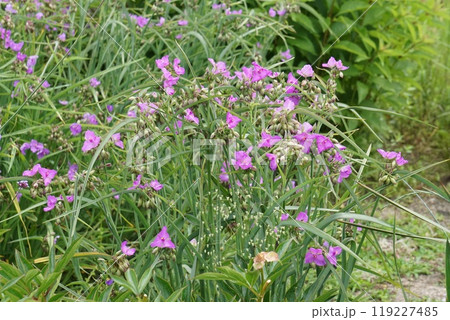 ムラサキツユクサの花と蕾 ムラサキツユクサの花と蕾 119227485
