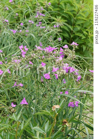 ムラサキツユクサの花と蕾 119227486