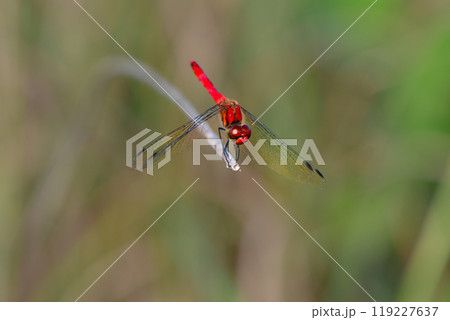 身近な日本の秋の風景アカトンボの仲間、ミヤマアカネ 119227637