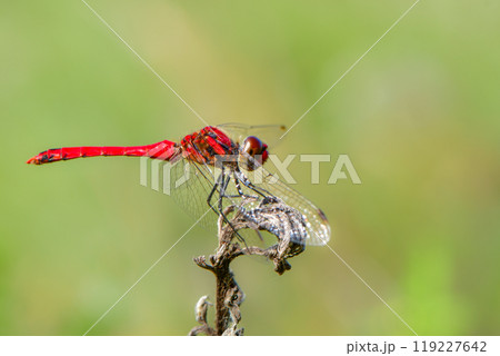 身近な日本の秋の風景アカトンボの仲間、ミヤマアカネ 119227642